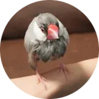 ご質問いただいたこおたさん
