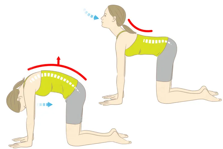 自律神経を整えるヨガ：キャットアンドカウ