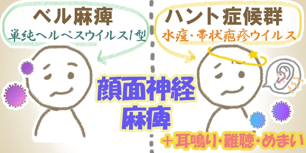 原因となるウイルスと症状の違いについての図解